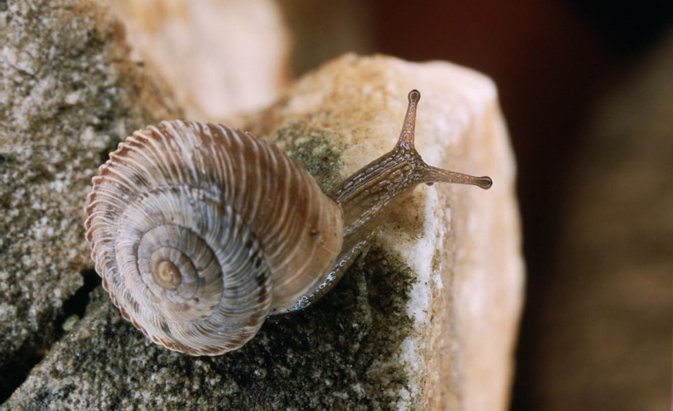CARGOL Xerocrassa montserratensis  02 ©Vicenç Bros