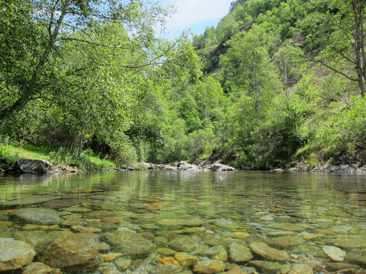 Archivo - Río De Montaña, Bosque De Ribera, Agua