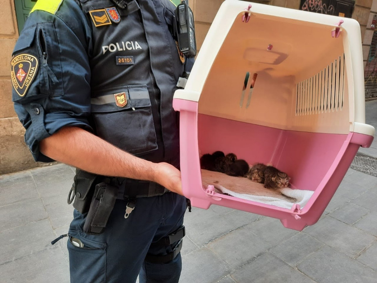 Imagen de un agente de la Guardia Urbana con algunos de los animales intervenidos en Barcelona