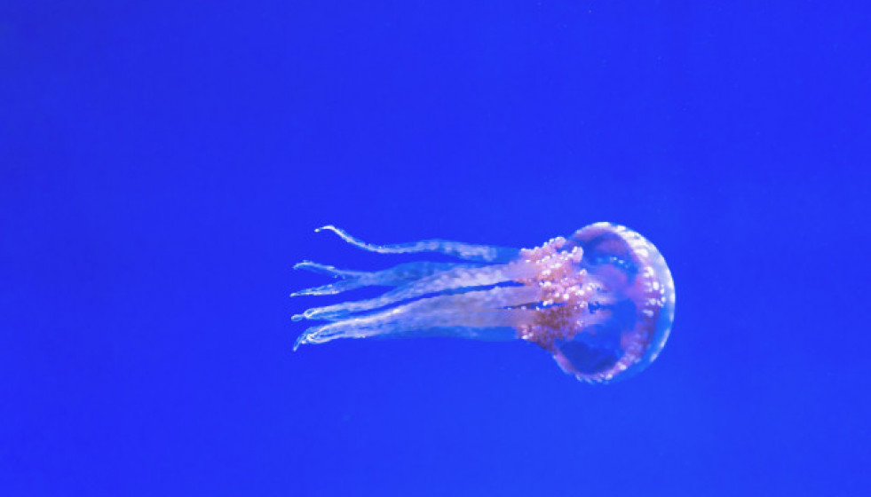 Aquarium1851003 1920