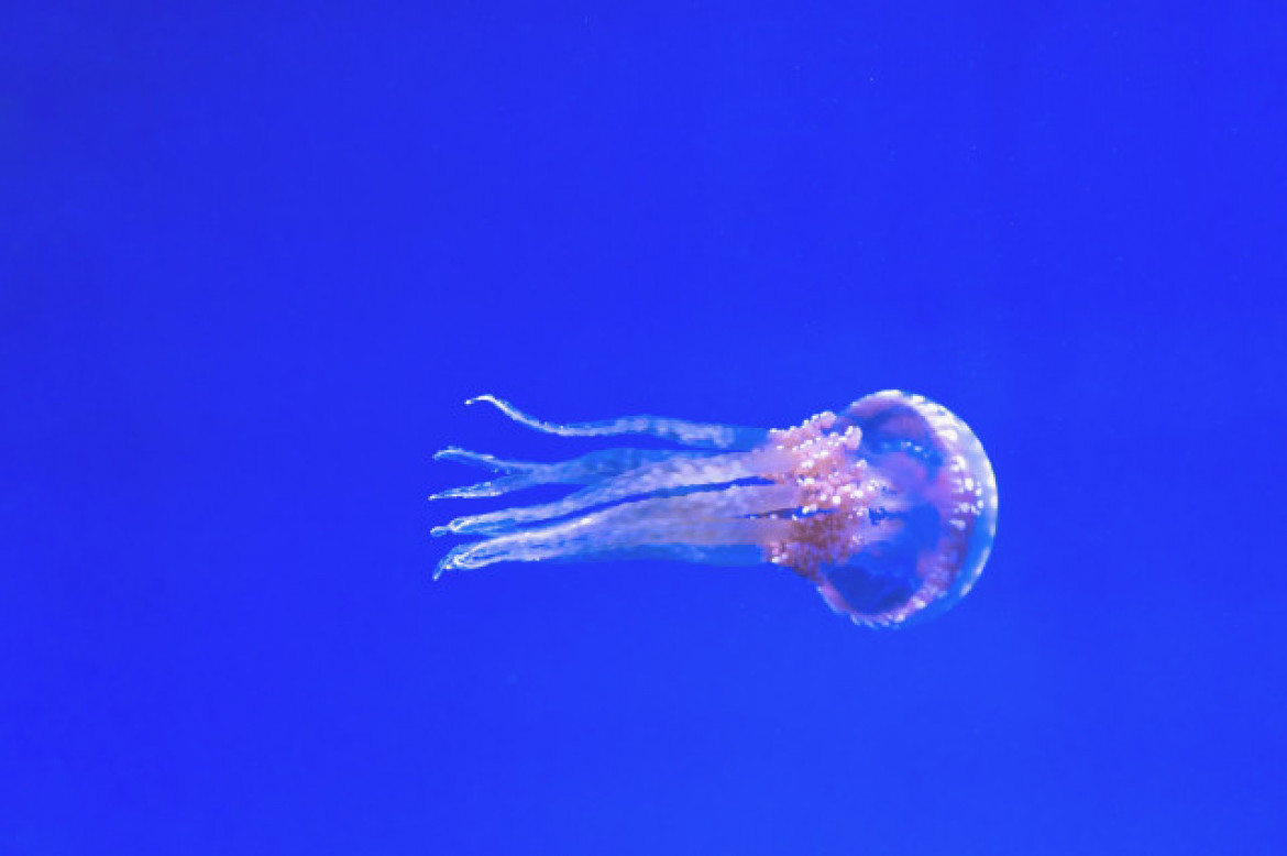 Aquarium1851003 1920