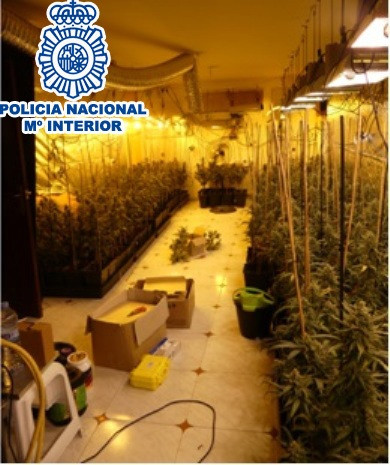 Desmantelan cinco plantaciones de marihuana en el Baix Llobregat (Barcelona)