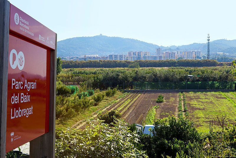 Castelldefels, Gavà y Begues presentan el proyecto "Del huerto a la mesa"