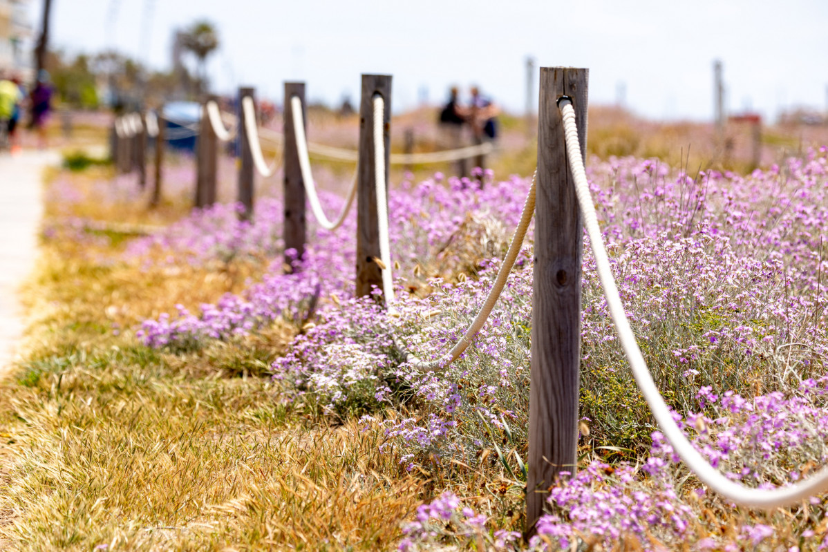 Biodiversitat dunes metropolitanes.AMB.  Robert Ramos 2