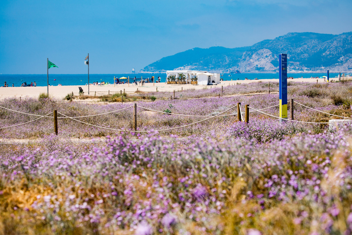 Biodiversitat dunes metropolitanes.AMB.  Robert Ramos 3