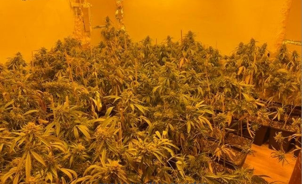 Imagen de las 500 plantas de marihuana en Abrera (Barcelona)