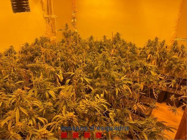 Imagen de las 500 plantas de marihuana en Abrera (Barcelona)