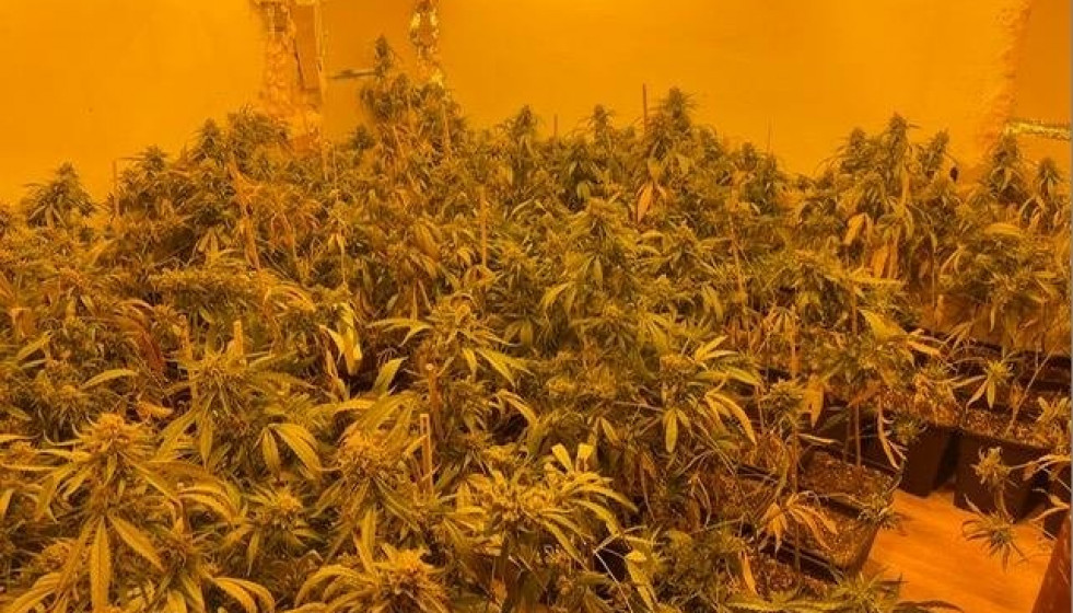 Imagen de las 500 plantas de marihuana en Abrera (Barcelona)