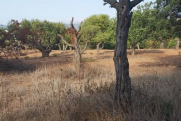 Vilapress arbolessecandoseenolivaretes