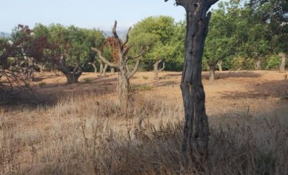 Vilapress arbolessecandoseenolivaretes