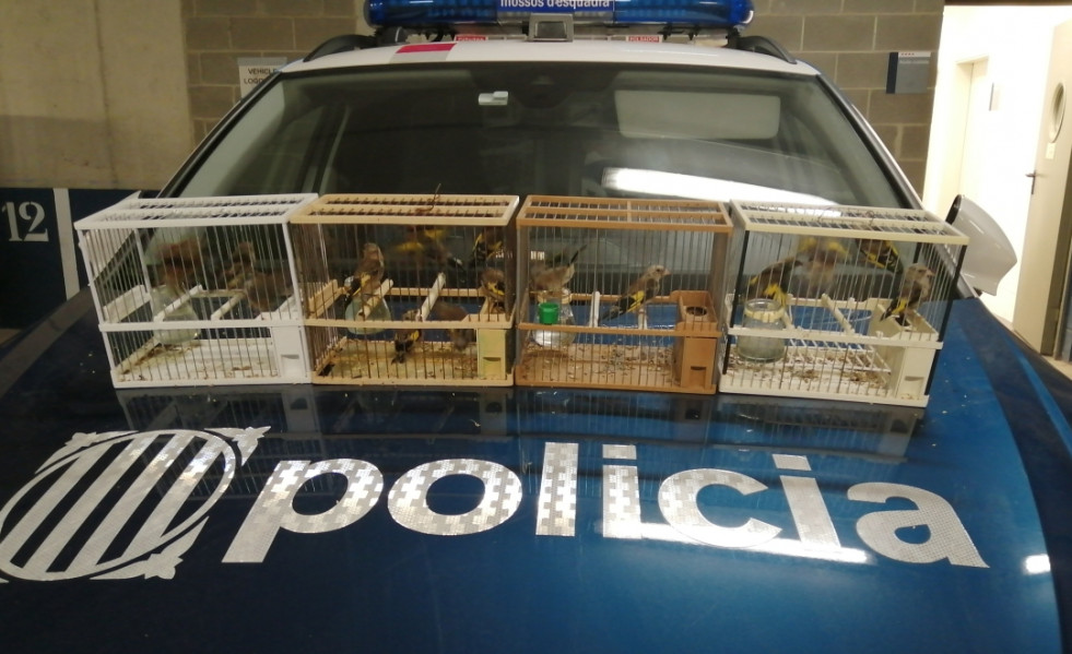 Vilapress ocellscorn