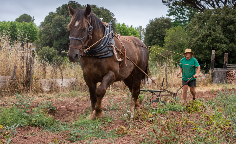Caballo