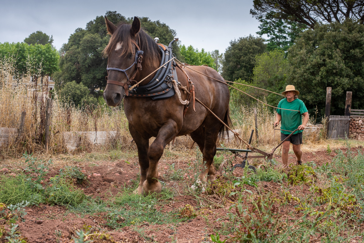 Caballo