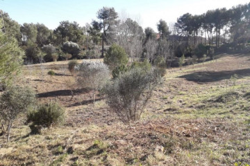 Franja tala de árboles