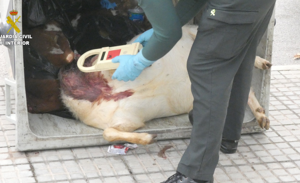 La Guardia Civil Investiga A Una Persona Como Presunta Autora De La Muerte De Animales Para Ritos De Santería