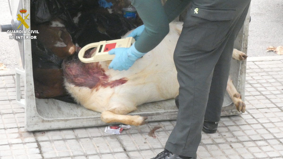 La Guardia Civil Investiga A Una Persona Como Presunta Autora De La Muerte De Animales Para Ritos De Santería