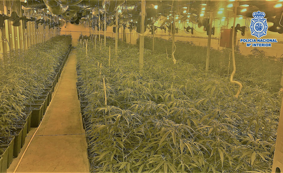 Seis detenidos que presuntamente cultivaban marihuana en naves industriales en Barcelona.