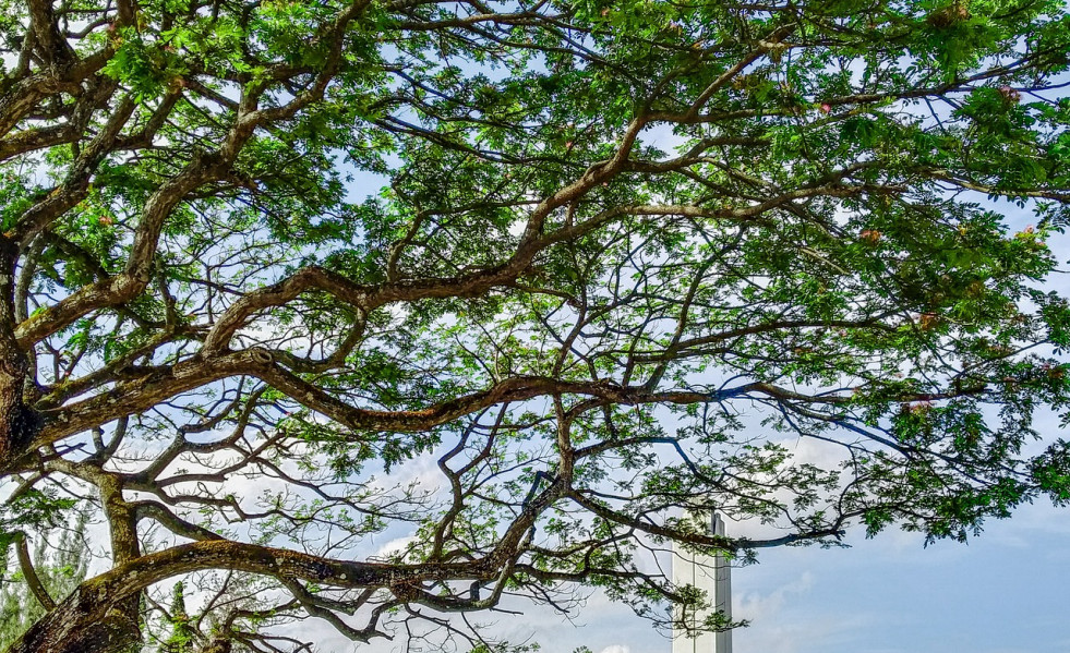Tree gb071fd8b1 1280