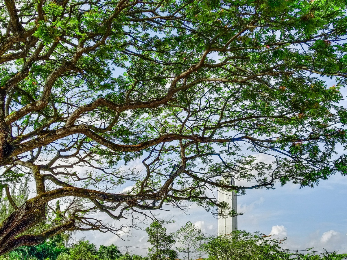 Tree gb071fd8b1 1280