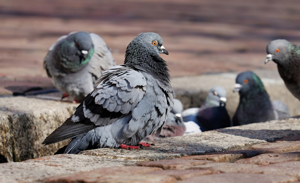 Palomas