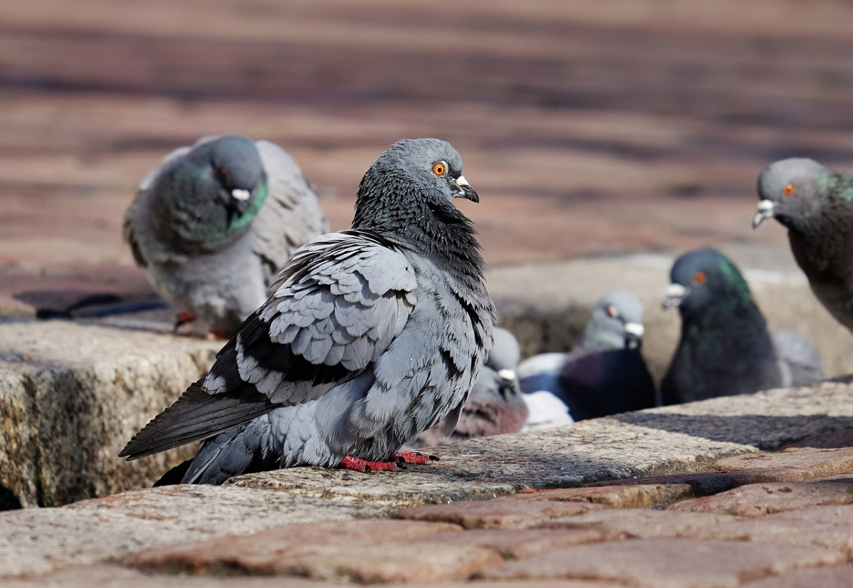 Palomas