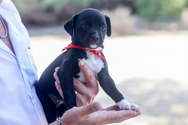 EuropaPress 5372921 perro visita instalaciones integral acogida animales ciaam consejero medio