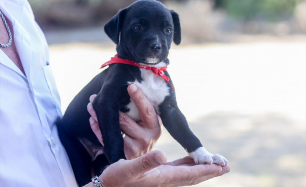 EuropaPress 5372921 perro visita instalaciones integral acogida animales ciaam consejero medio