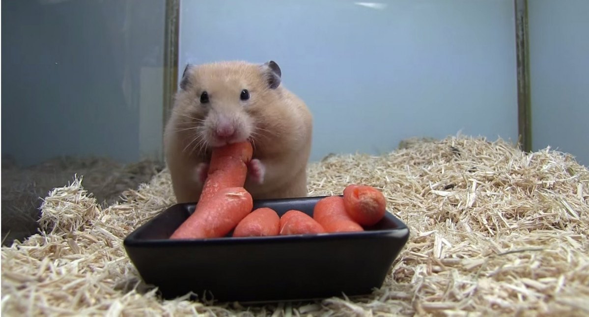EuropaPress 4200873 hamster comiendo zanahorias