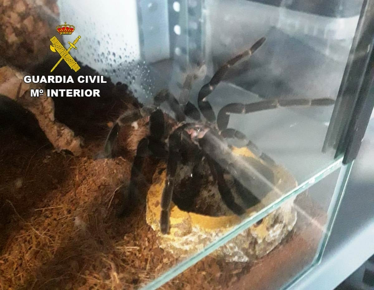 EuropaPress 2273223 tarantulas