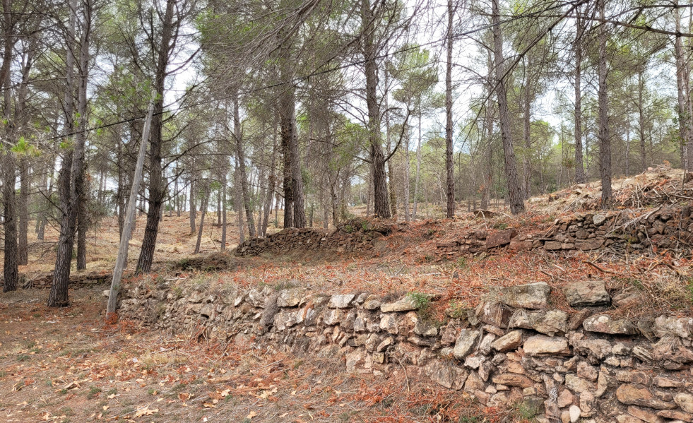 Neteja bosc franges 01
