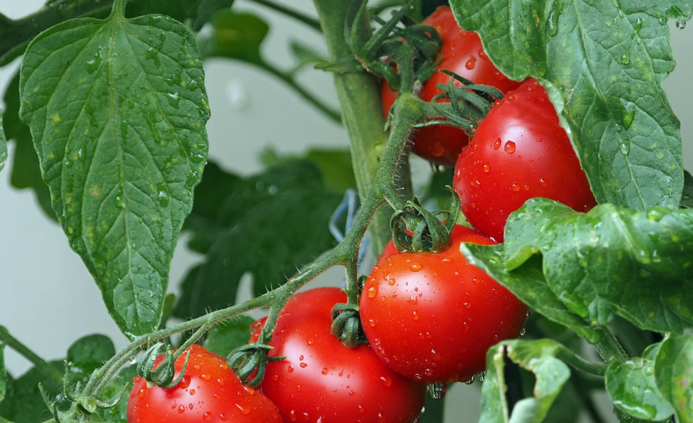Tomatoes 1561565 1280