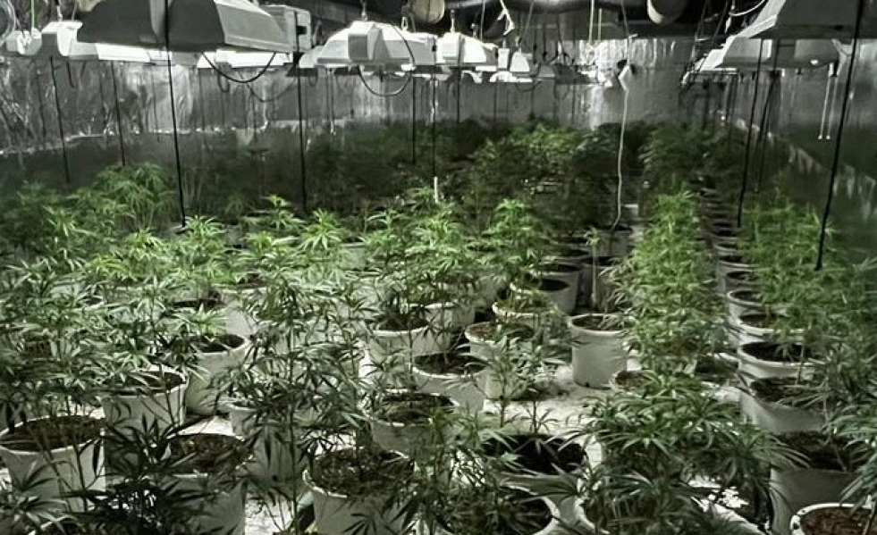Marihuana