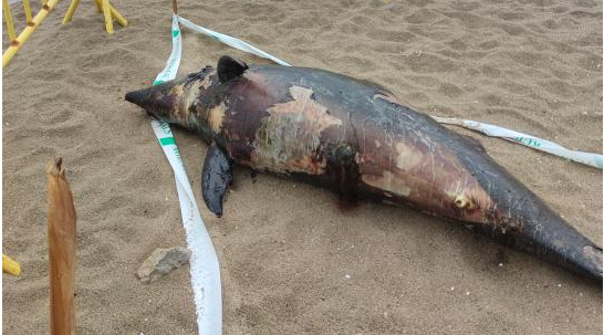 Delfin castelldefels