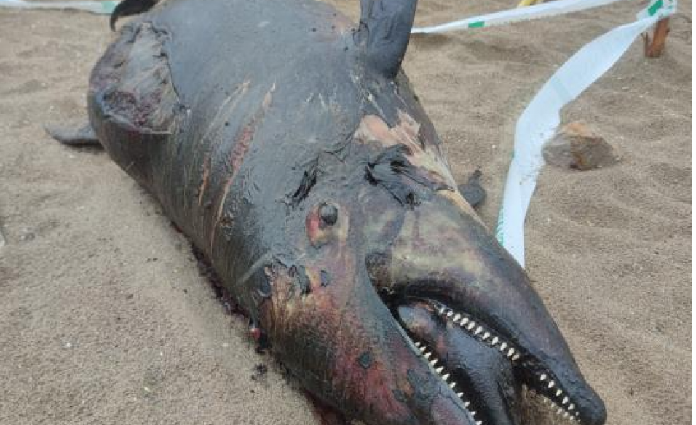 Delfin