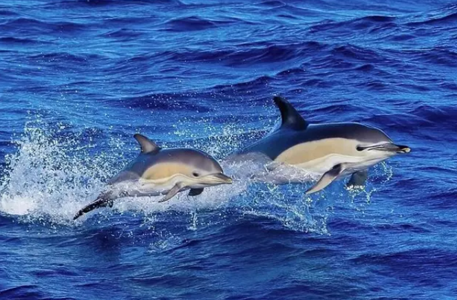 Delfines