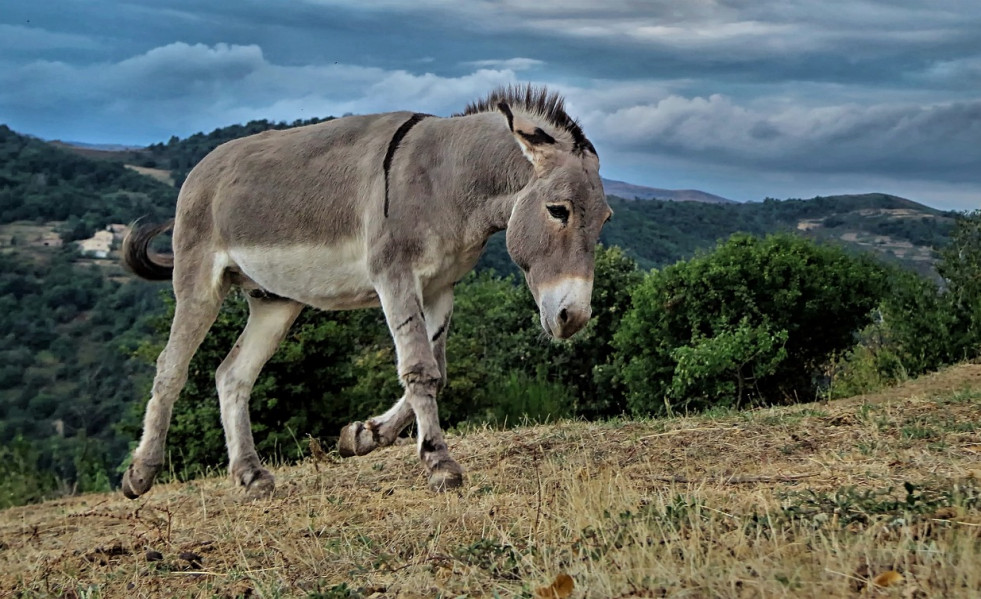 Burro
