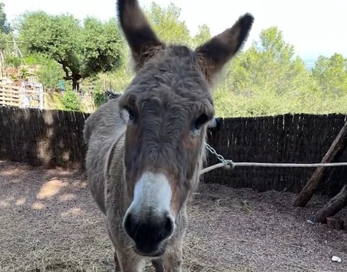 Burros mossos