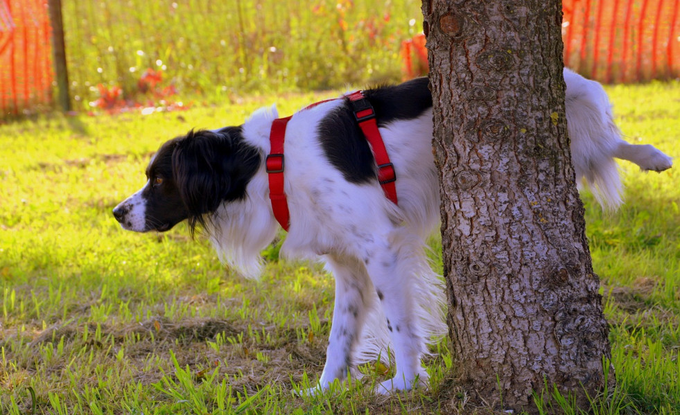 Dog 1694209 1280