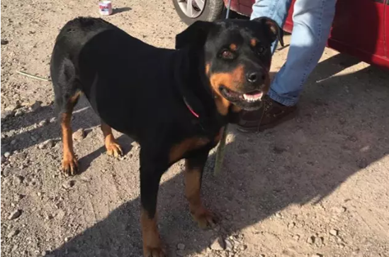 Rottweiler