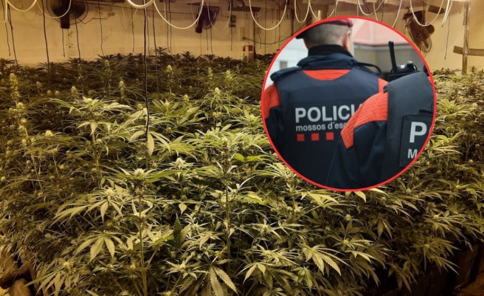 Mossos marihuana