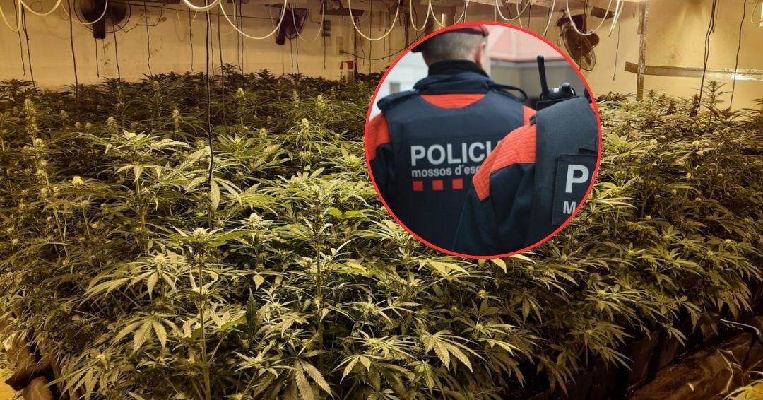 Mossos marihuana