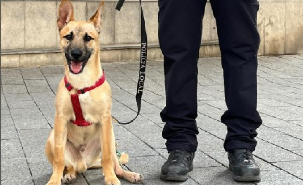 Perro sant boi