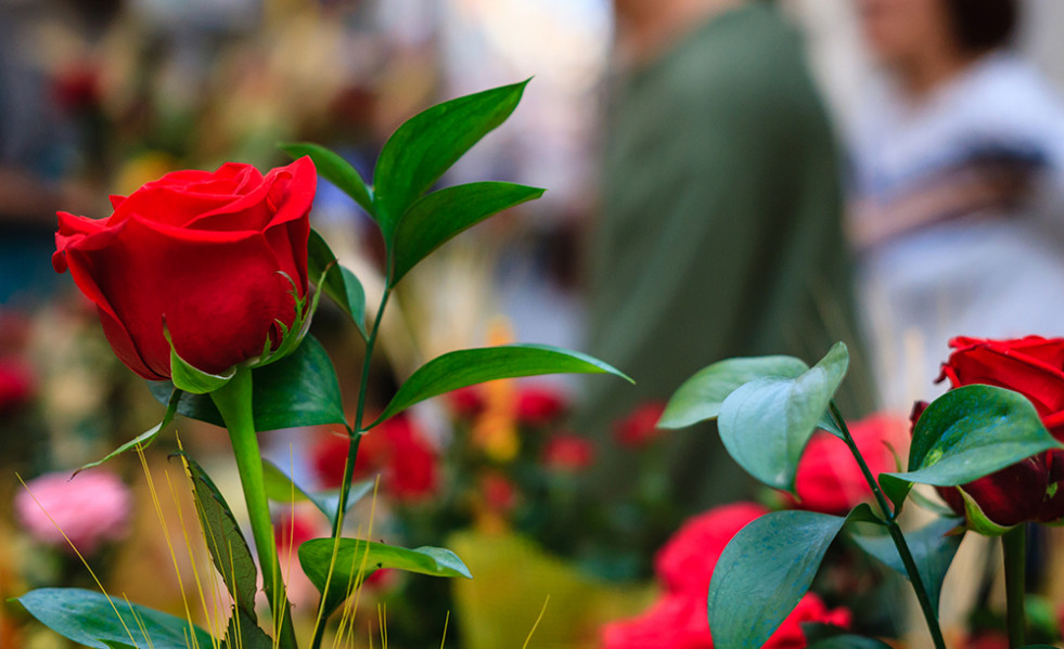 Sant jordi ba0067 208956