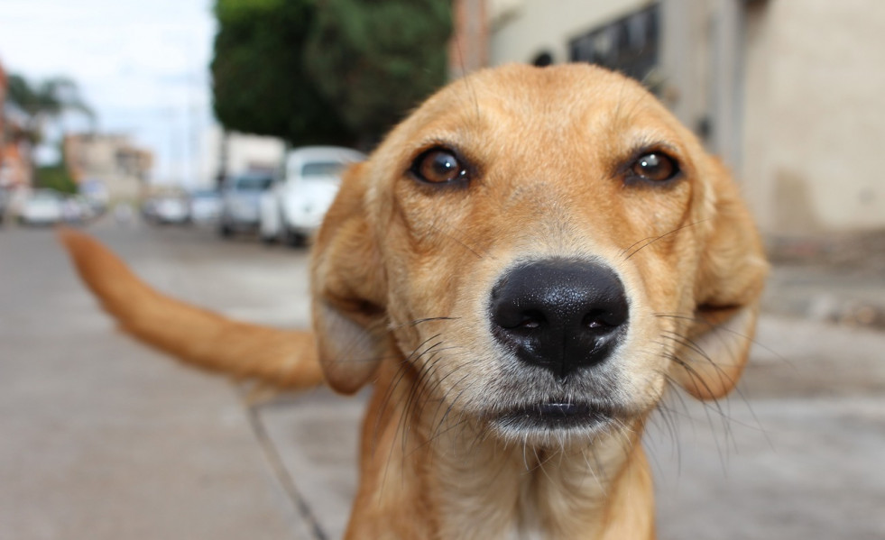 Dog 2453179 1280