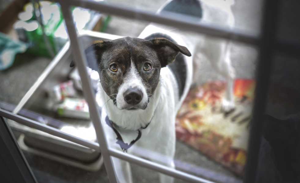 Dog 1550413 1280