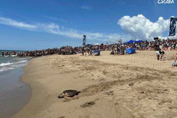 Liberación de una tortuga en la playa de El Prat de Llobregat (Barcelona).
