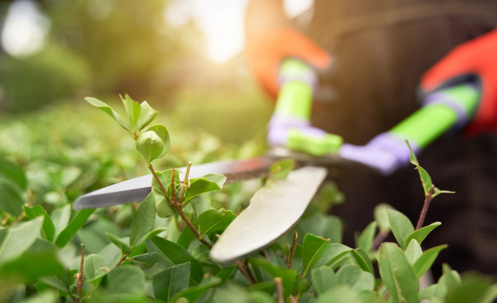 Male hands cutting bushes with big scissors