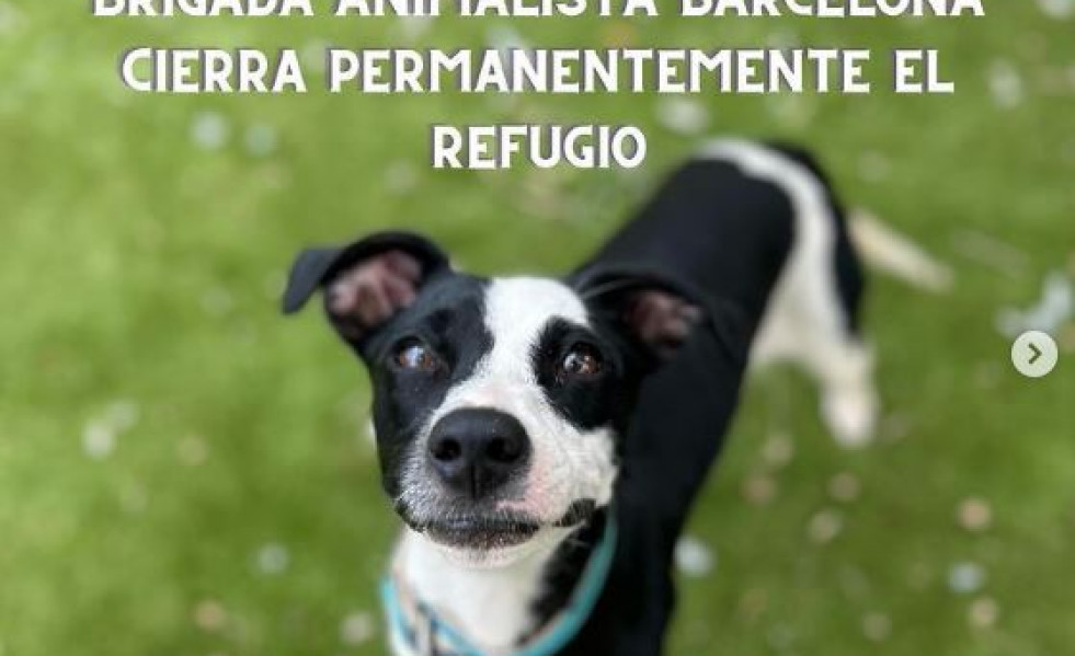 Perros