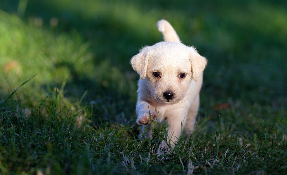 Dog 5357794 1280