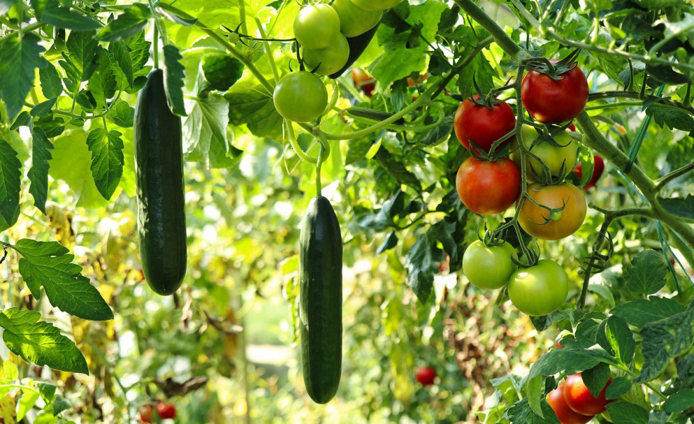 Cucumber plant 6614241 1280